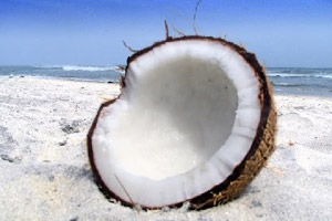 coconut_skinmite