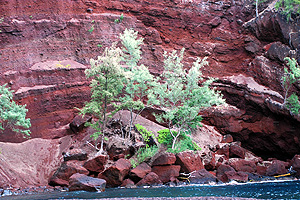 maui_1_sea_skinmite